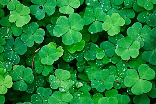 Clovers