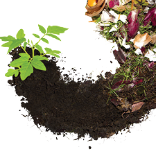 Compost process with dirt and vegetables
