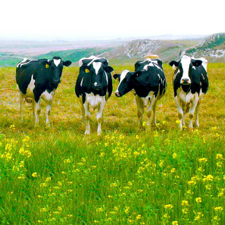 Cows standing in a field