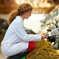 Vet helping a cow